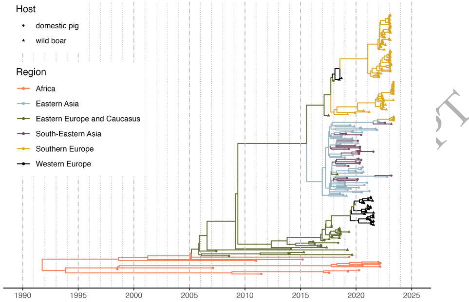 非洲猪瘟系统发育分析_疫情溯源_意大利本土疫情溯源